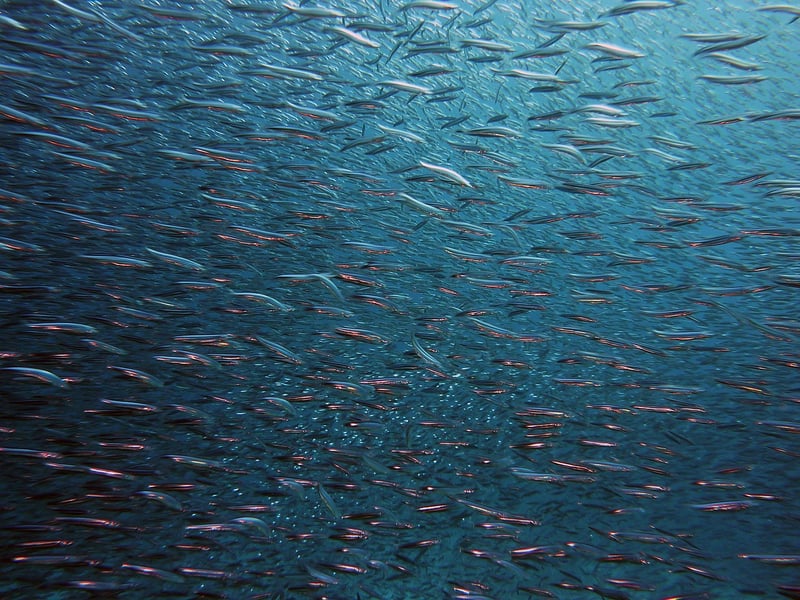 Scuba Diving Exploration